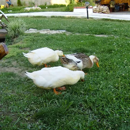 Classic Gasthuis Dospat